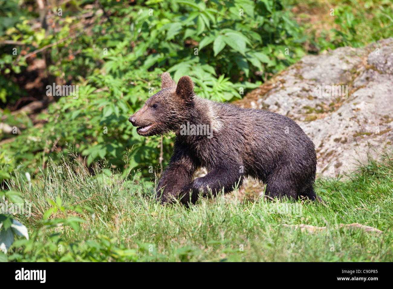 Young Brown Bear, Ursus arctos, Bavarian Forest National Park, Bavaria, Lower Bavaria, Germany, Europe, captive Stock Photo