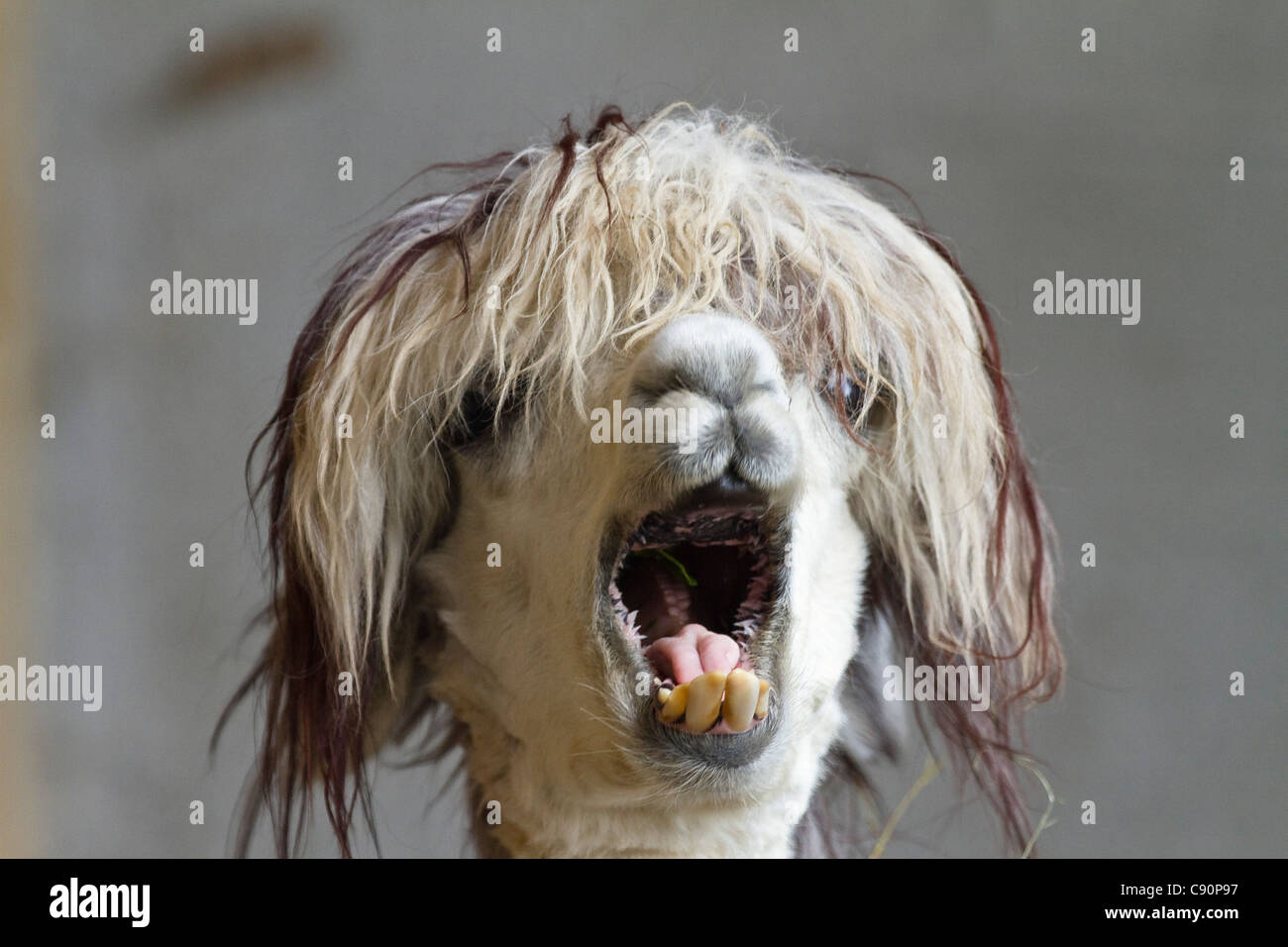 Lama pacos, alpaca with funny hairstyle in a zoo, Andes, South America, America Stock Photo