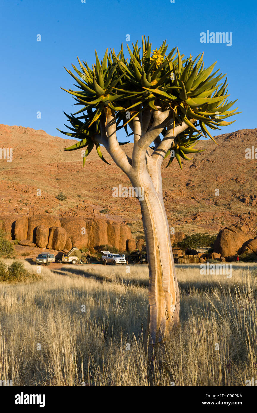 Quiver tree Aloe dichotoma at a campsite on Koiimasis farm Tiras Mountains Namibia Stock Photo