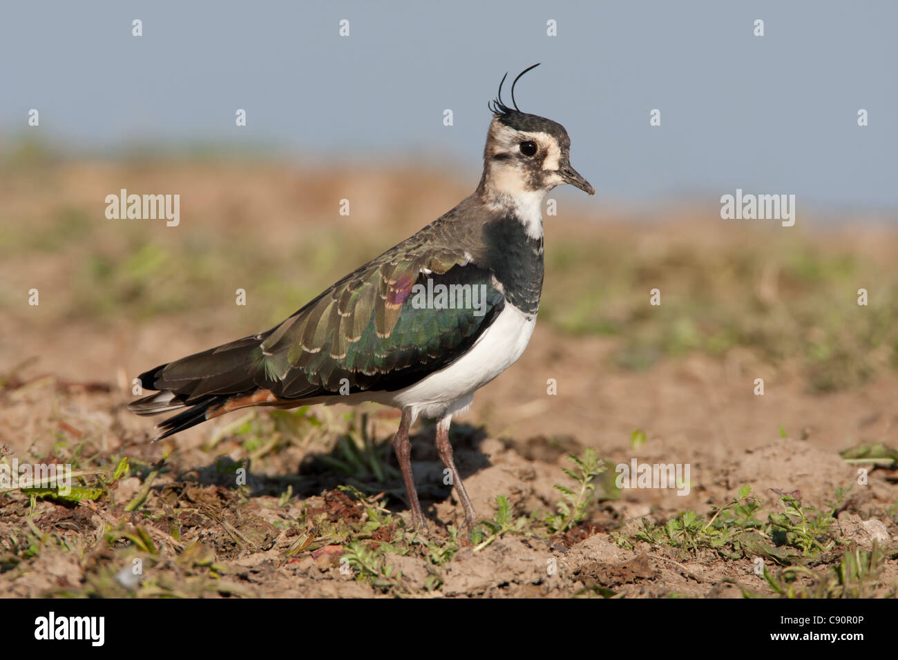 Lapwing (Vanellus vanellus) - Norfolk, England Stock Photo