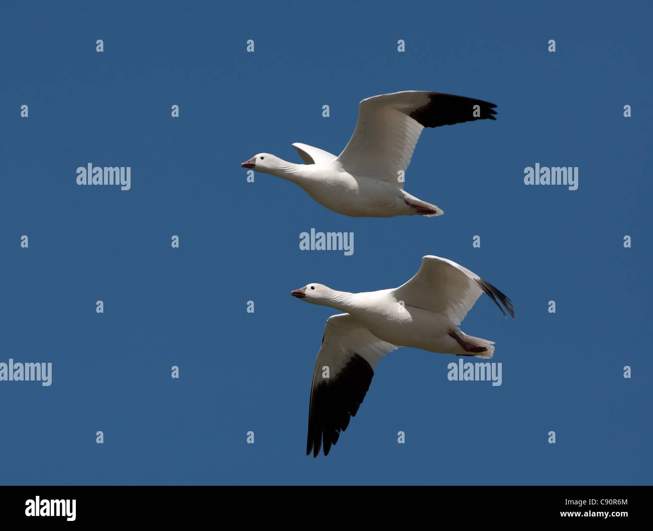 Ross's Geese in flight Sacramento Valley, California, USA Stock Photo