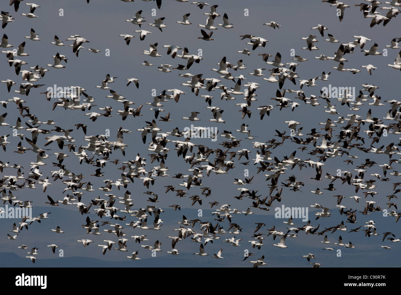Snow Geese and Ross's Geese in flight - Sacramento Valley, NWR, California, USA Stock Photo