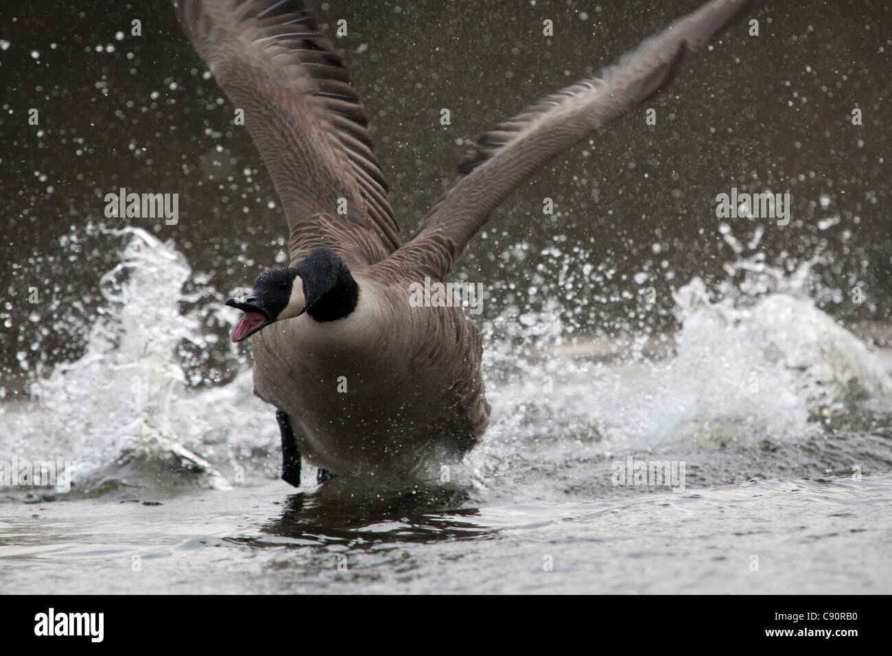 Canada Goose - angry Stock Photo