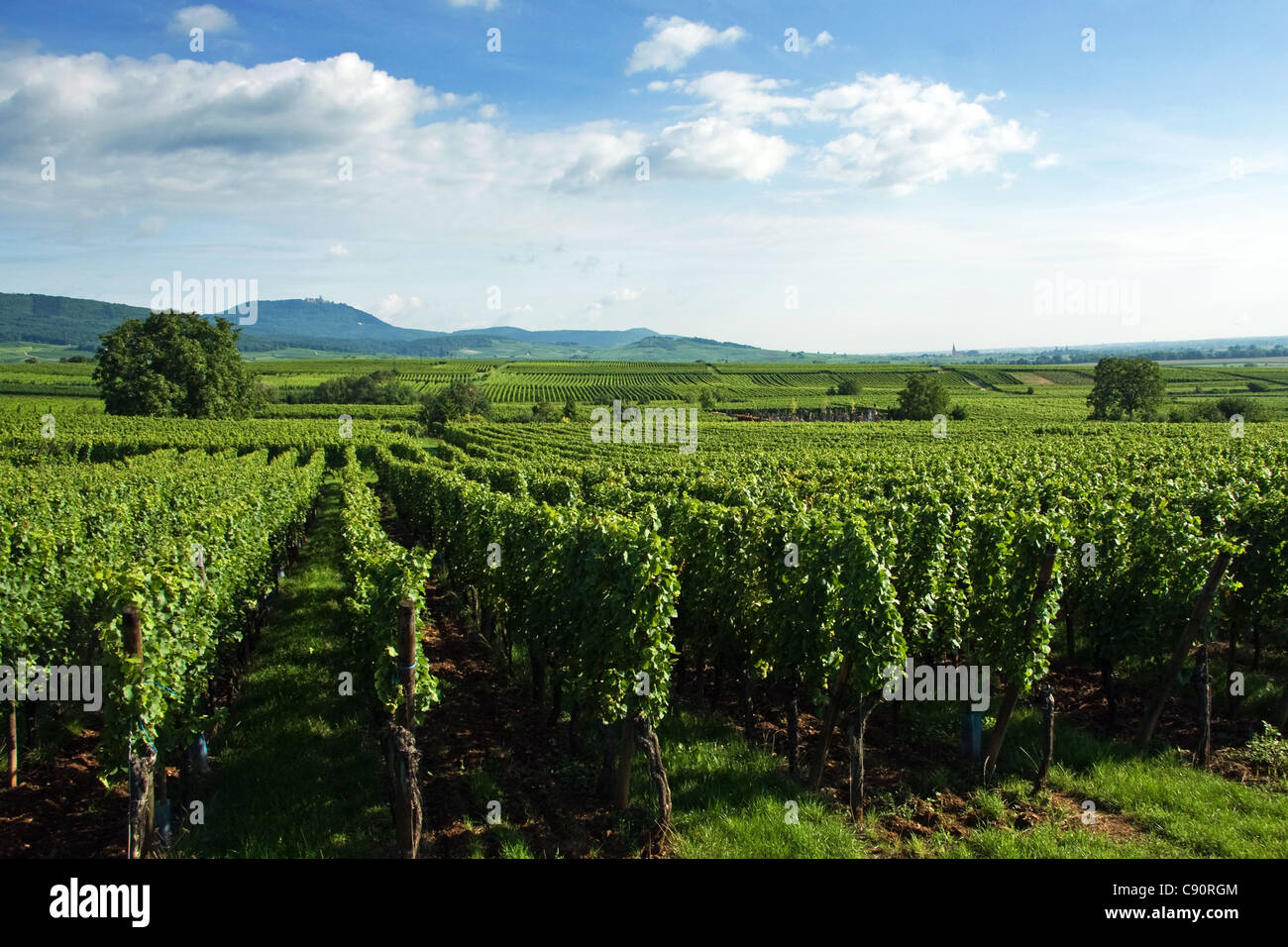 Grapevines along the Route de vin France Stock Photo