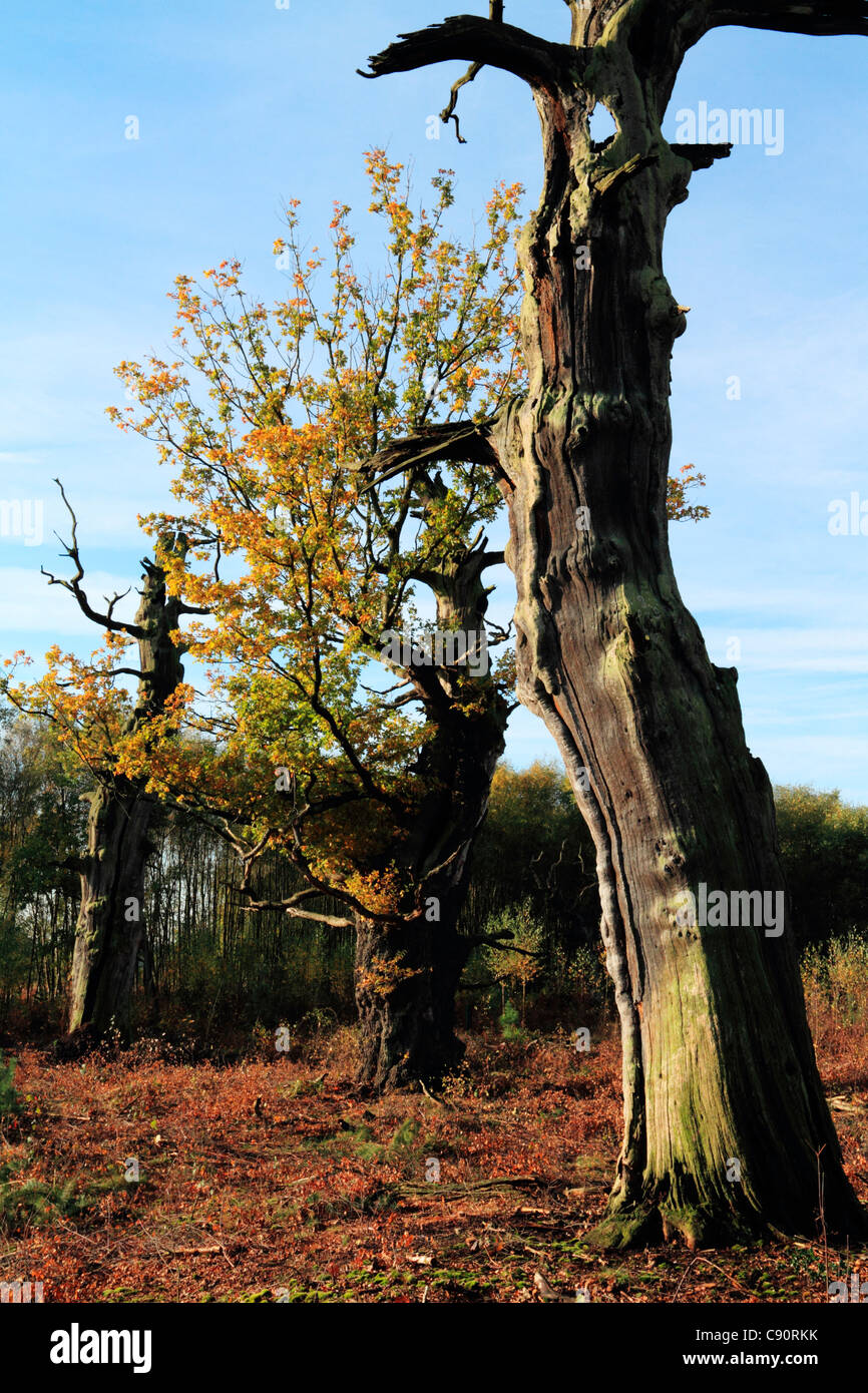 Ancient oak trees hi-res stock photography and images - Alamy