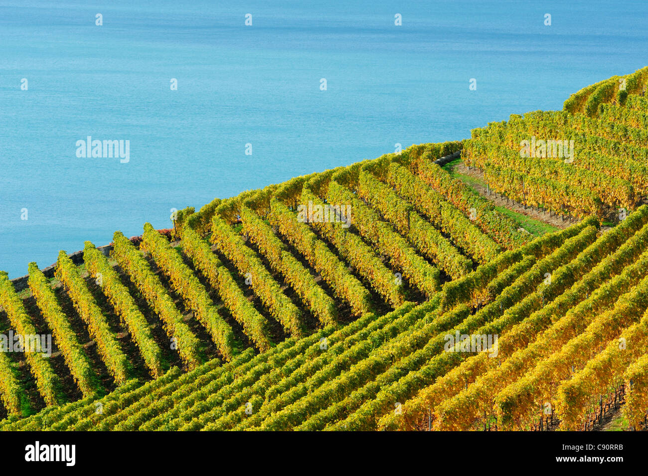 Vineyard with lake Geneva, lake Geneva, Lavaux Vineyard Terraces