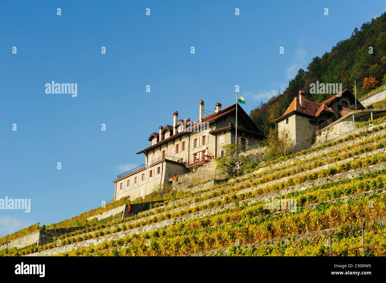 Farm house in vineyard, lake Geneva, Lavaux Vineyard Terraces, UNESCO