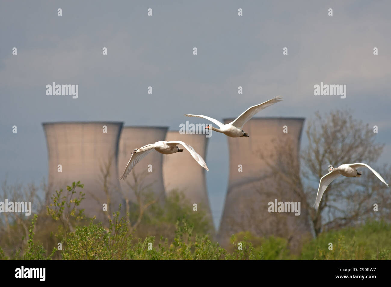 Mute Swans in flight - Willington Power Station, Derbyshire, England Stock Photo