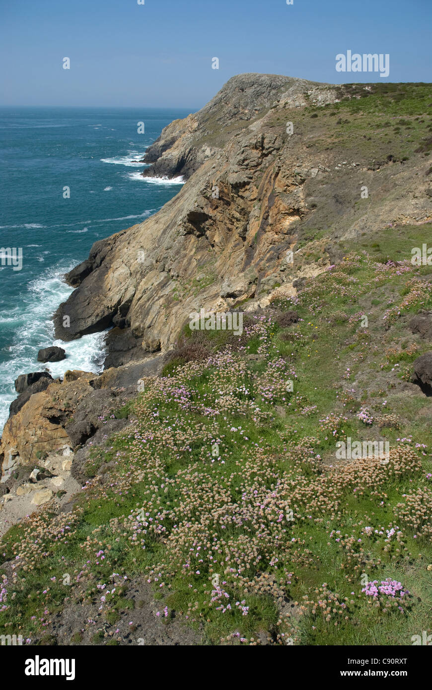 WIld flowers, Coastline, Ramsey Island, Wales, St David's peninsula