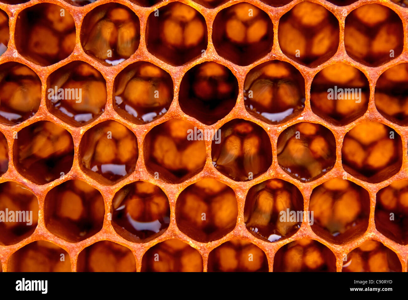 honeycomb-structure-macro-view-background-C90RYD.jpg