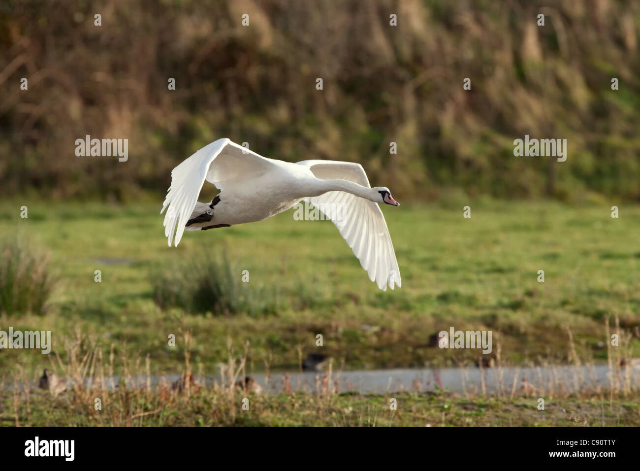 Mute Swan in flight Stock Photo Alamy