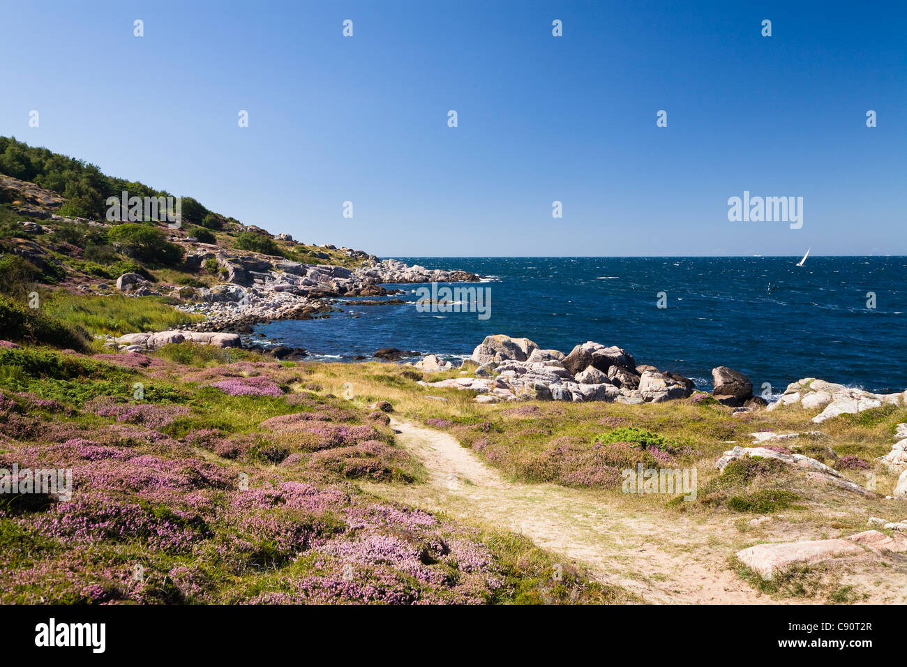 Hiking trail in coastal landscape at Hammer Odde with blooming heather, Hammeren, northern tip of Bornholm, Denmark, Europe Stock Photo
