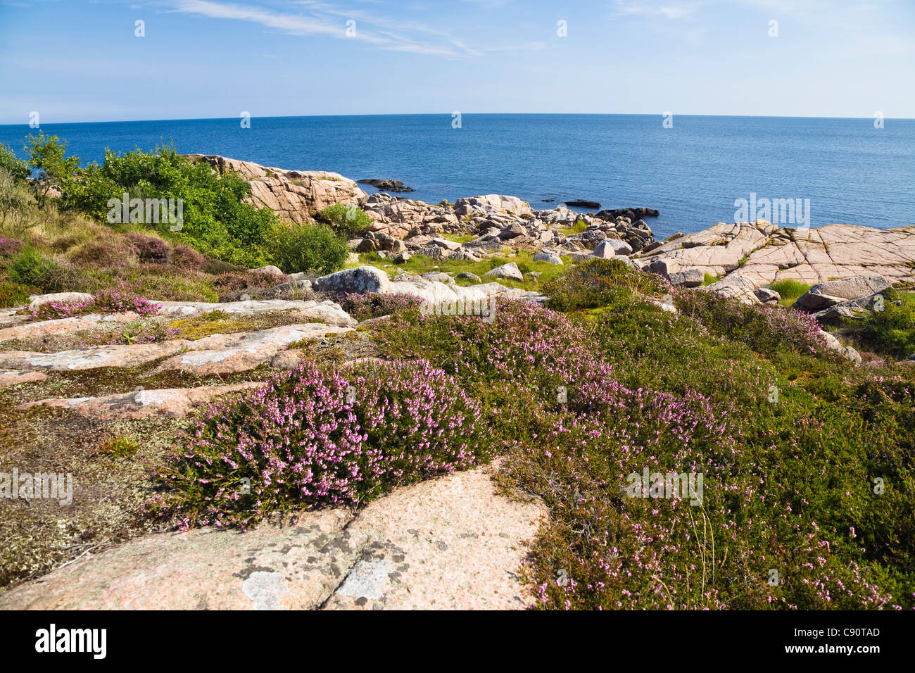 Blooming heather in coastal landscape at Hammer Odde, Hammeren, northern tip of Bornholm, Denmark, Europe Stock Photo