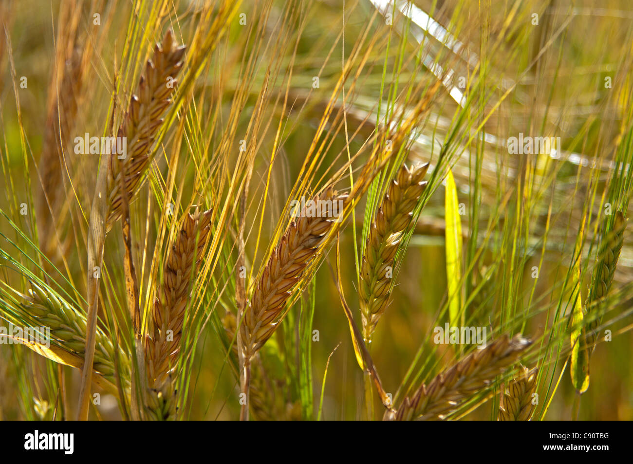 Barley field near Huntley, Aberdeenshire, Scotland Stock Photo