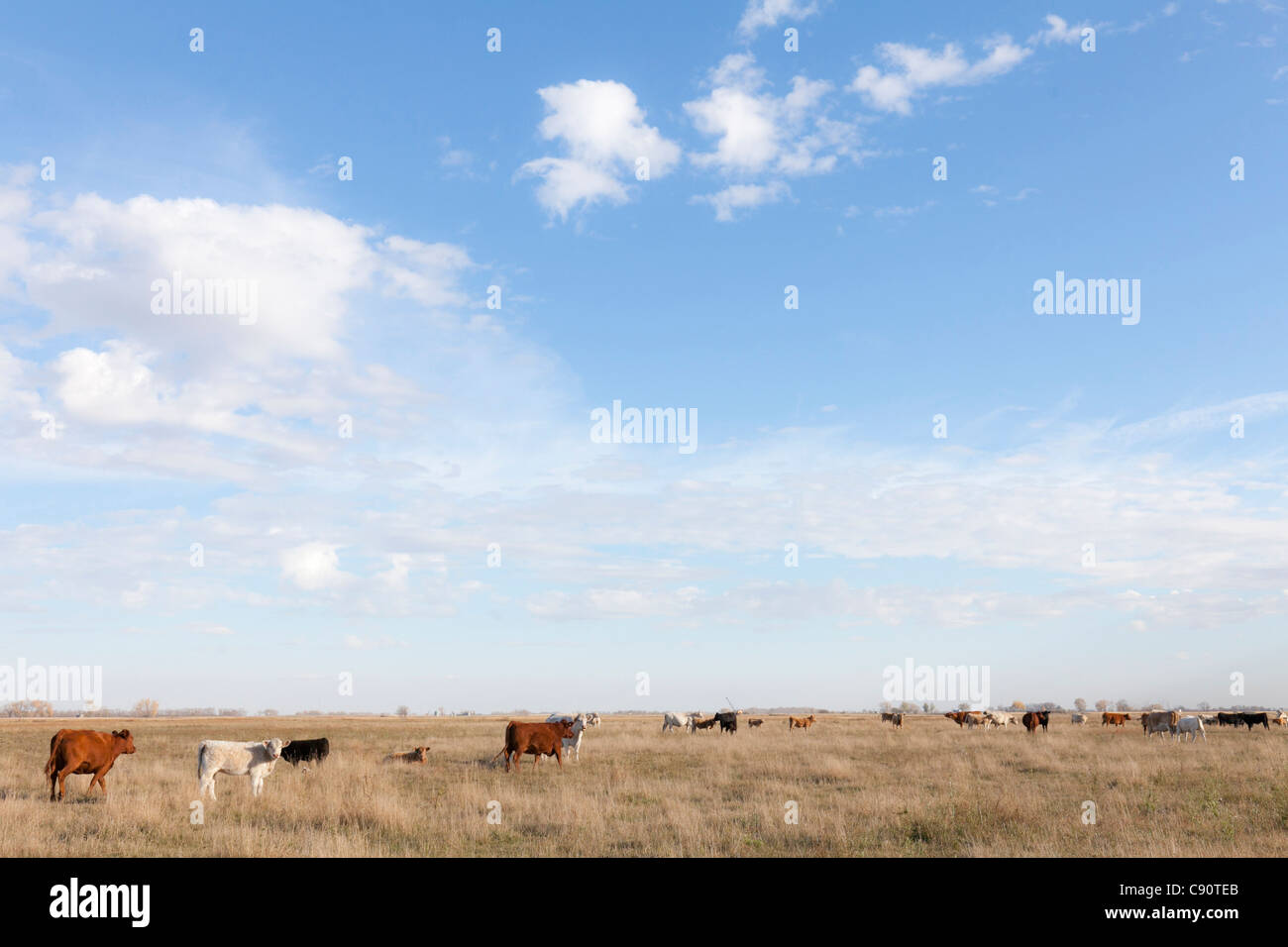 Cows on pasture land, grazing land, cow type charolais, Maxbass, Minot, North Dakota, United States of America, USA Stock Photo