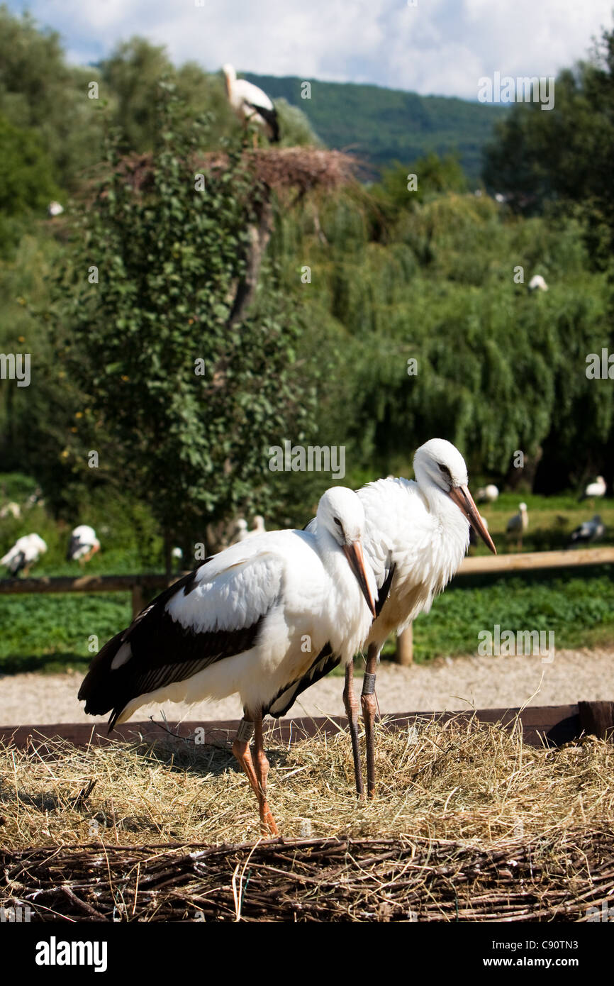 Storcks at Reintroduction Center Hunawihr France Stock Photo