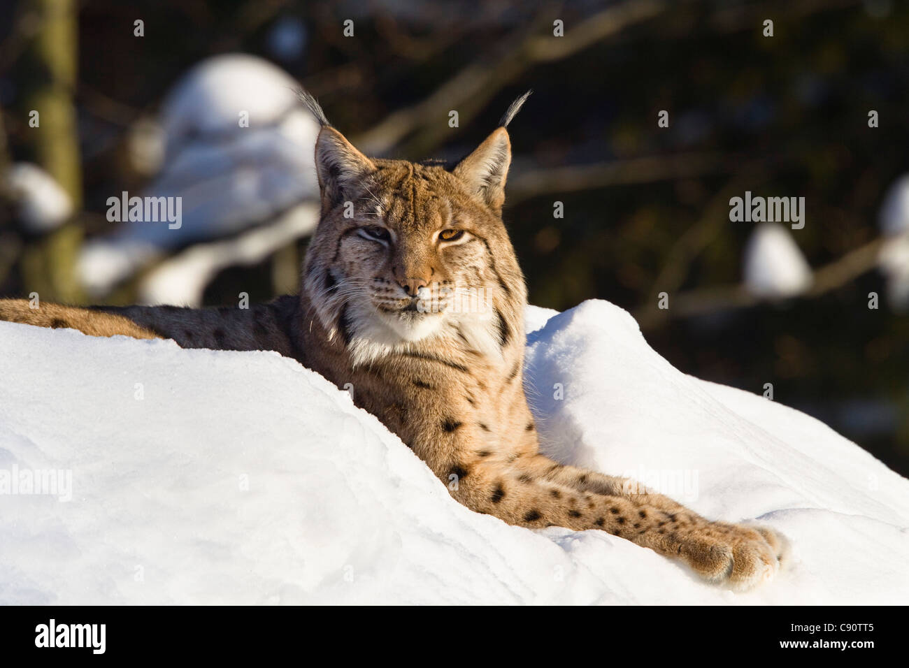 European lynx in the snow, Nationalpark Bayrischer Wald, Bavaria, Germany, Europe Stock Photo