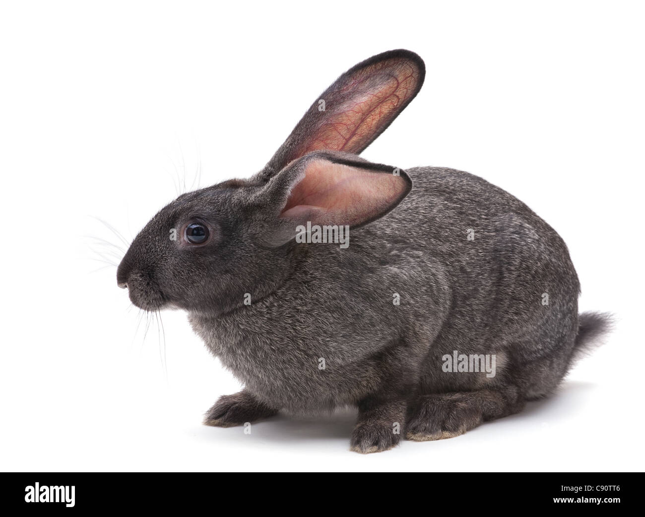 Rabbit farm animal closeup on white background Stock Photo