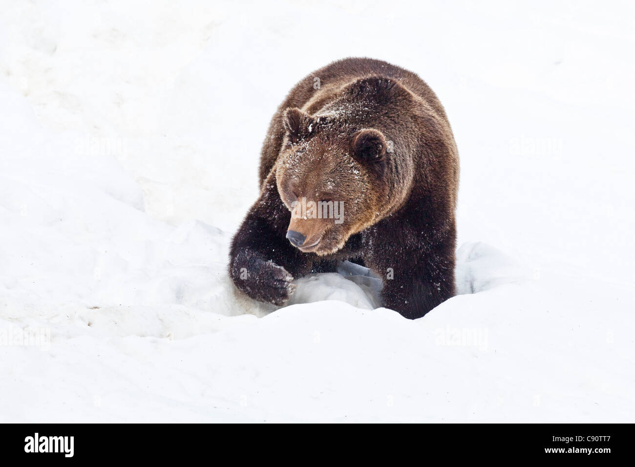 European brown bear in the snow, Nationalpark Bayrischer Wald, Bavaria, Germany, Europe Stock Photo