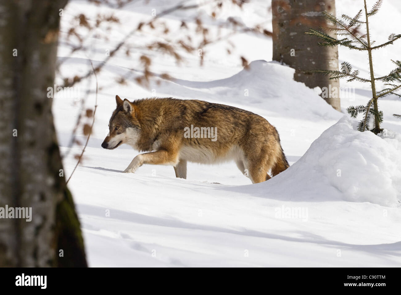 Wolf in the snow, Bavarian Forest National Park, Bavaria, Germany, Europe Stock Photo