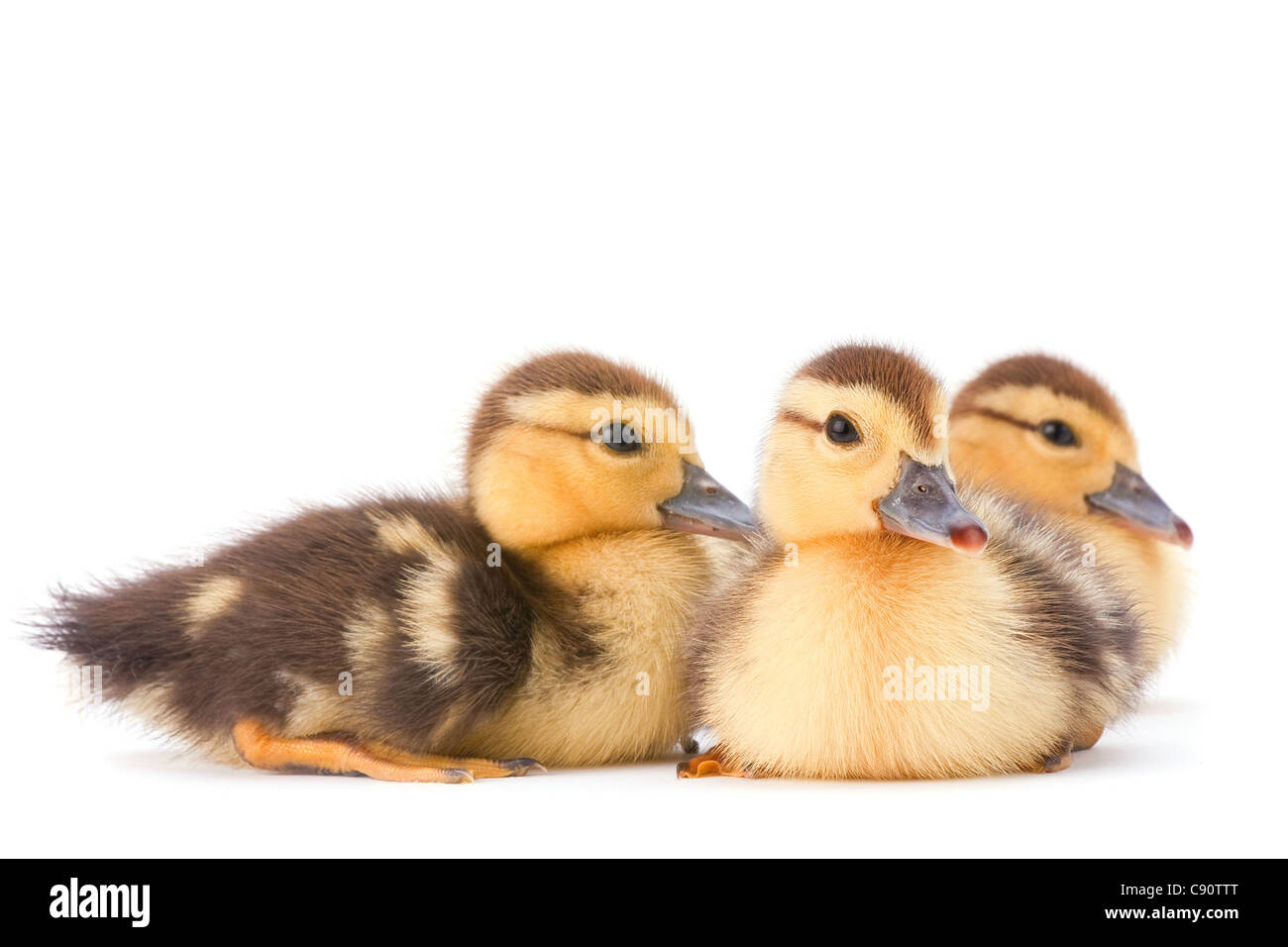 Brown duckling closeup on white background Stock Photo