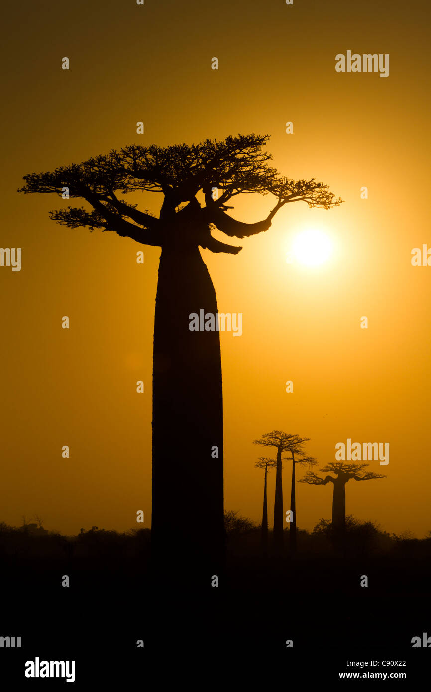 Giant baobab trees (Adansonia Grandidieri) at sunrise, Baobab Alley near Morondava, Madagascar Stock Photo