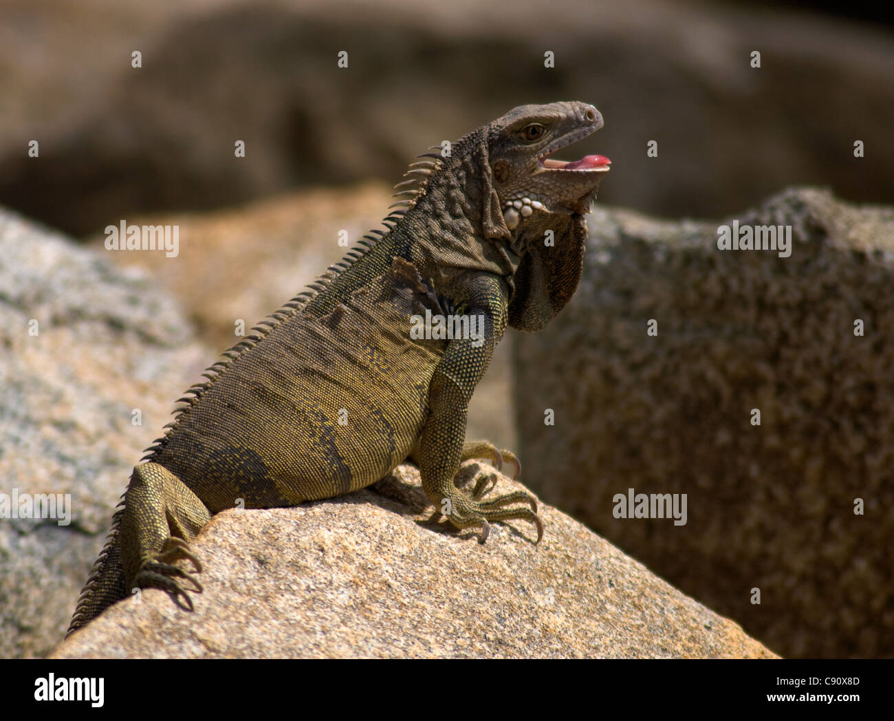 Large iguana reptiles basking on the rocks by the shore. Aruba Stock