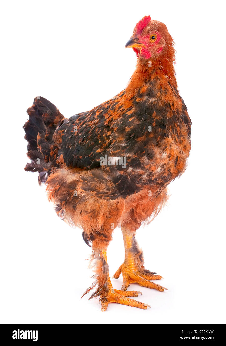 Baby rooster farm bird shot in studio on white Stock Photo