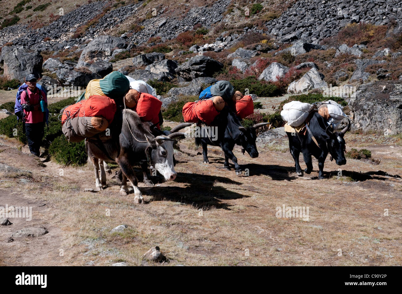The yak is a sturdy pack animal used on the routes through the foothills of the mountains of Nepal to carry the equipment and Stock Photo