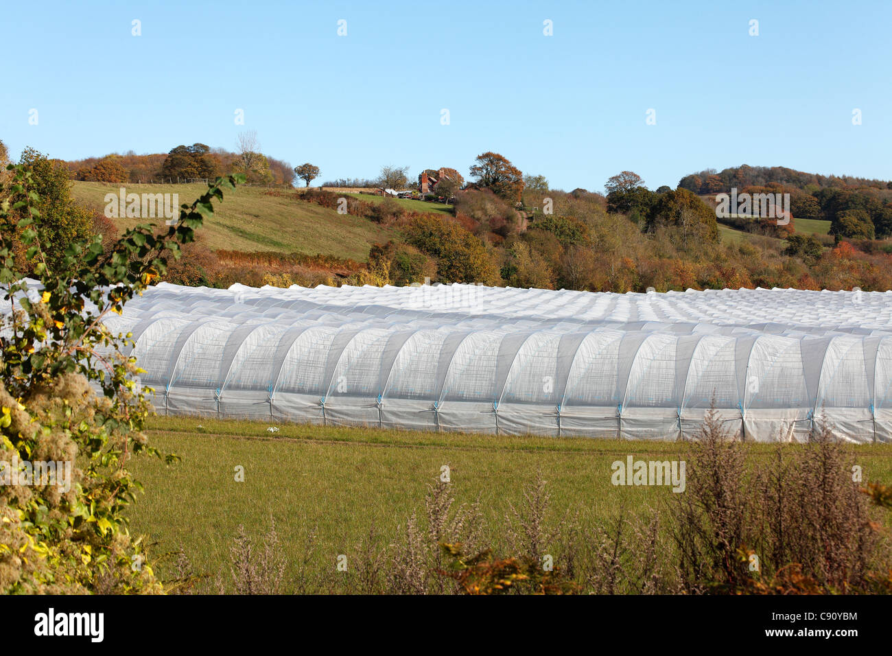 POLYTUNNELS ON WORCESTERSHIRE FARM. ENGLAND. UK Stock Photo Alamy