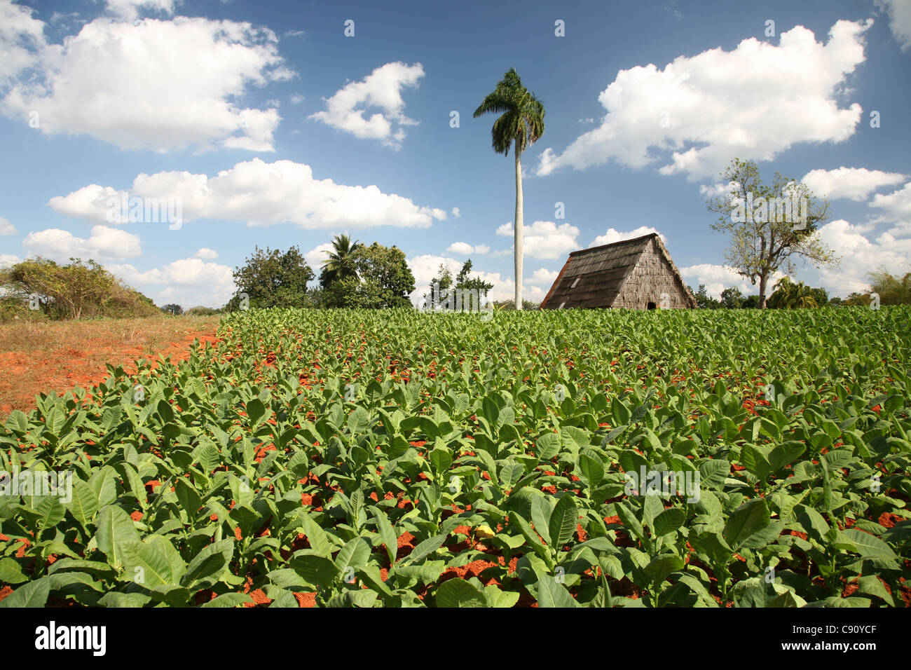 Tobacco plantation with a drying house in the background in the Vinales Valley, Cuba. Stock Photo