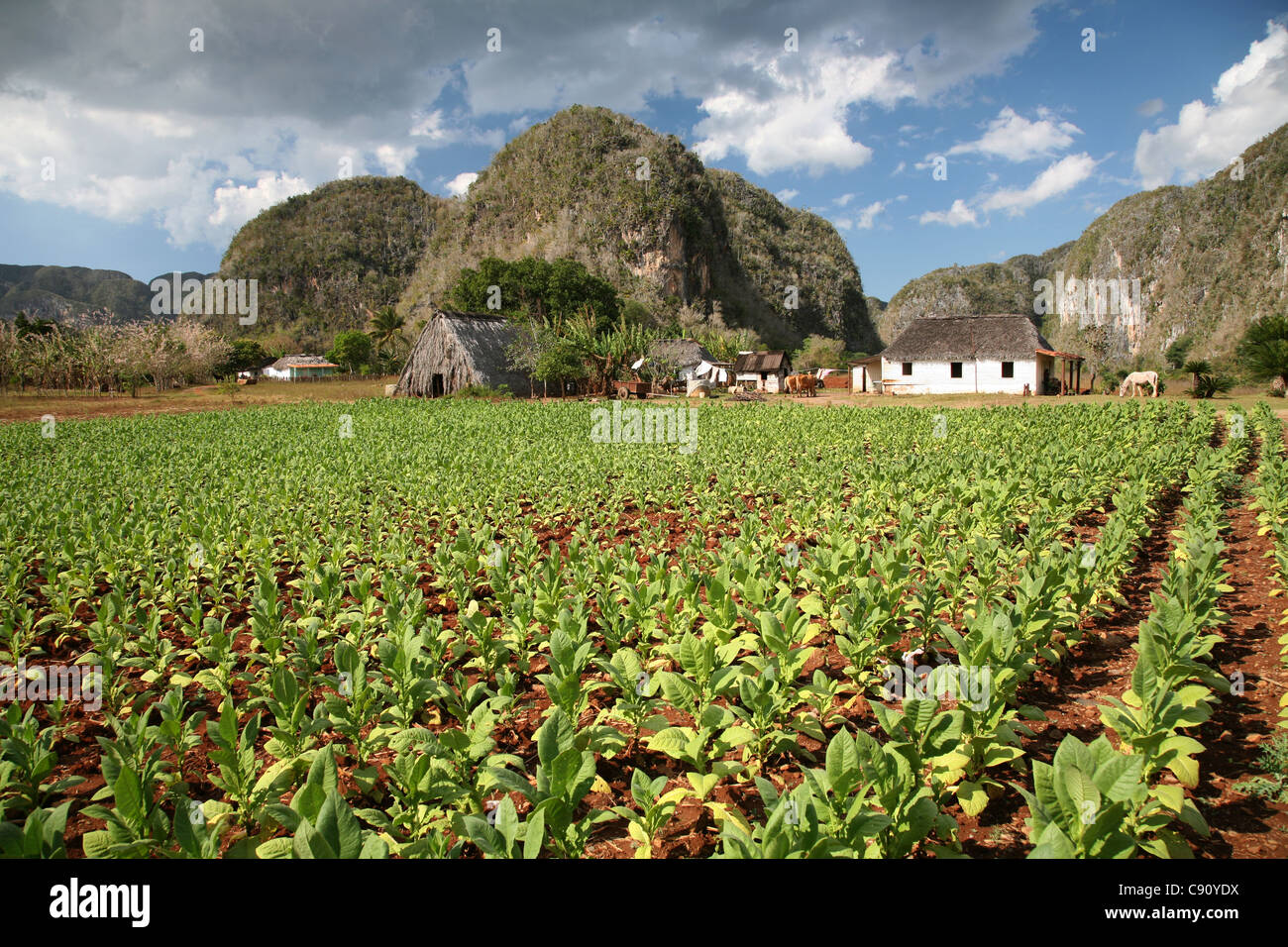 Tobacco plantation with a drying house and the mogotes hill in the background in the Vinales Valley, Cuba. Stock Photo