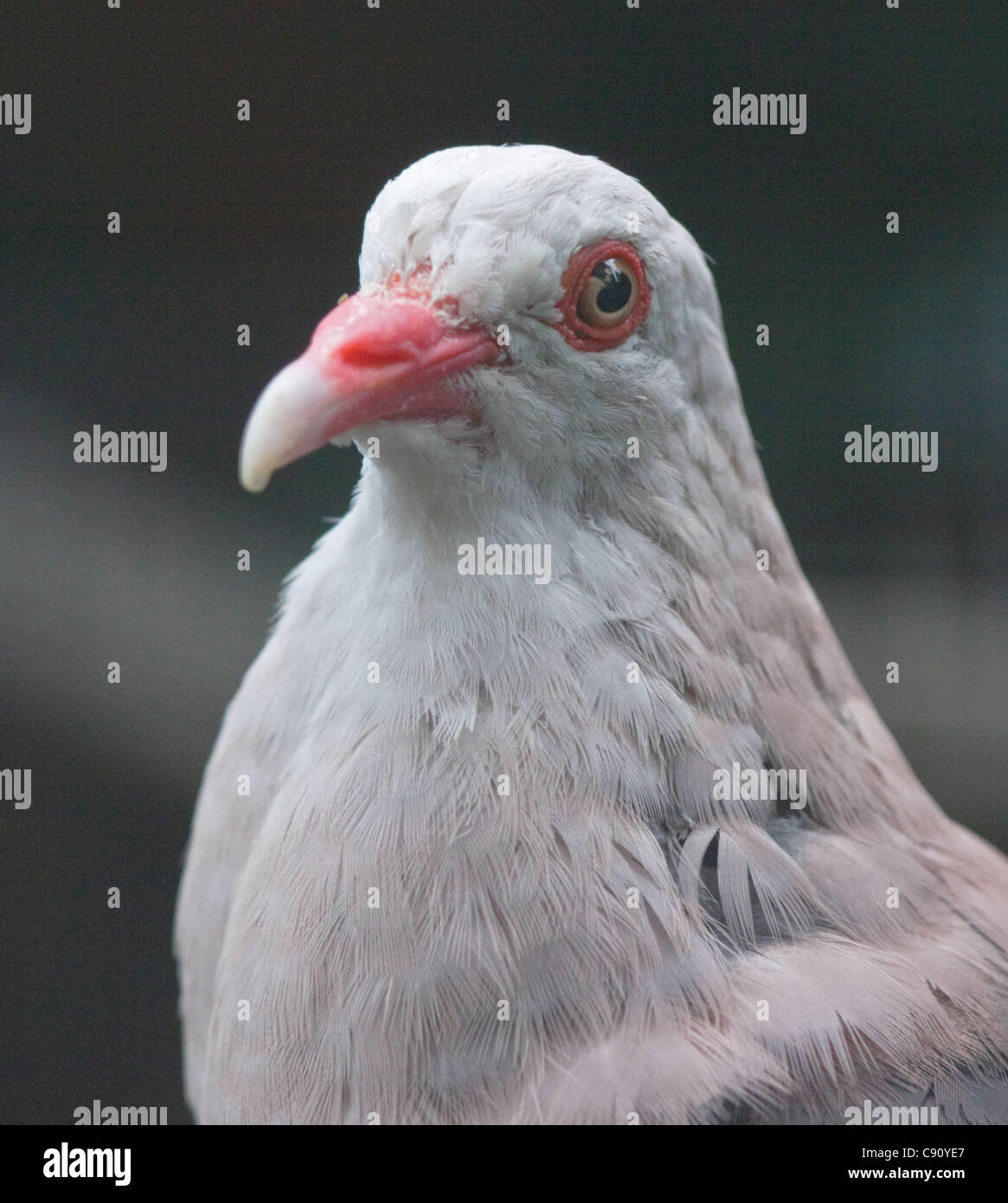 Mauritius Pink Pigeon (columba mayeri) Stock Photo