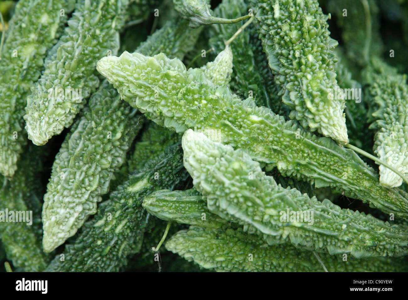 The bitter melon or gourd is a ridged and knobbly plant of the