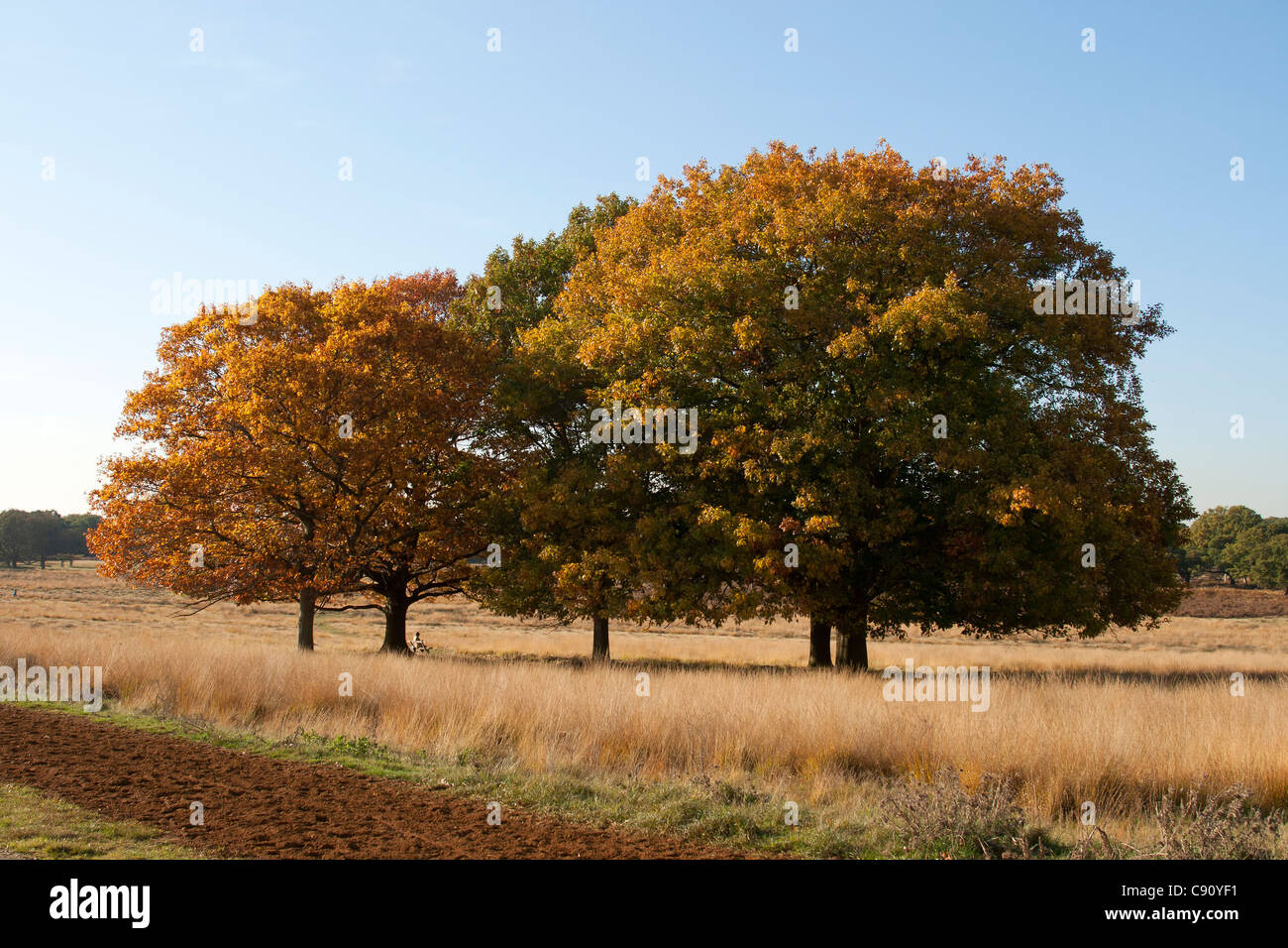 Group trees copse in hi-res stock photography and images - Alamy