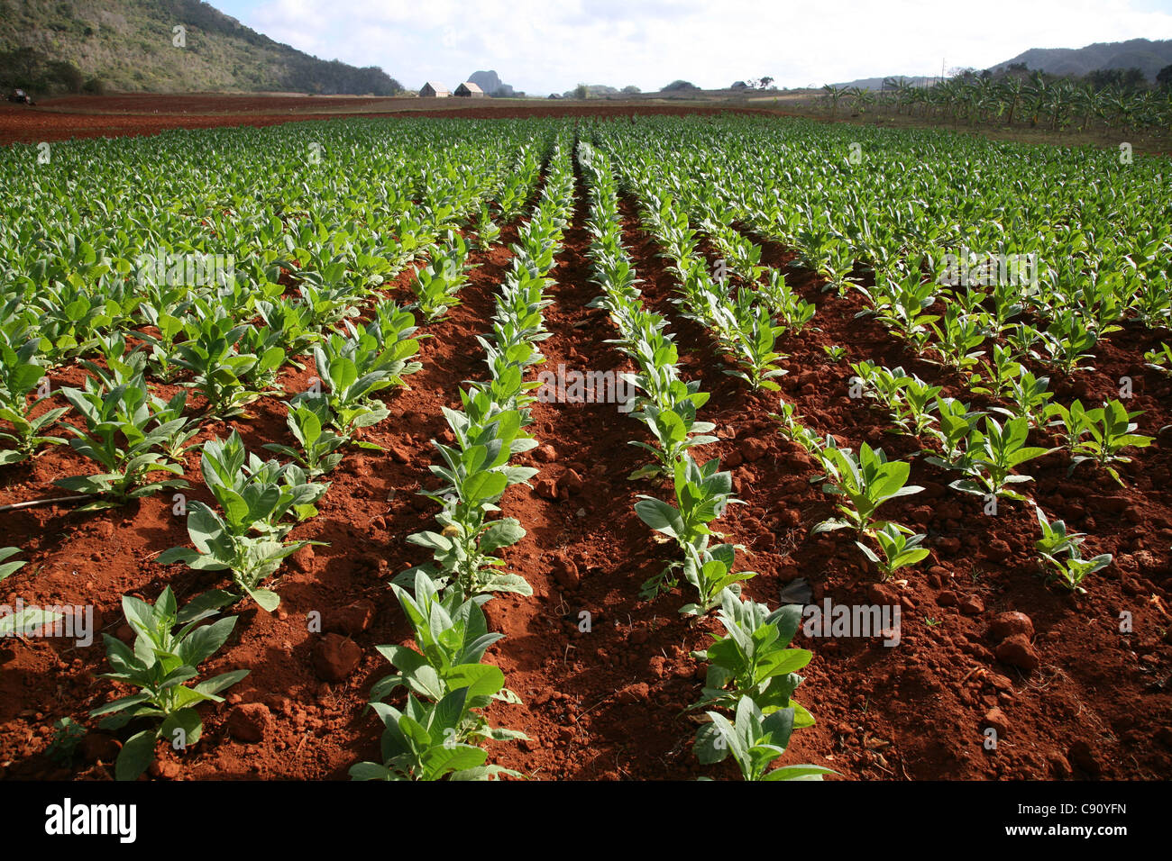 Tobacco plantation in the Vinales Valley, Cuba. Stock Photo