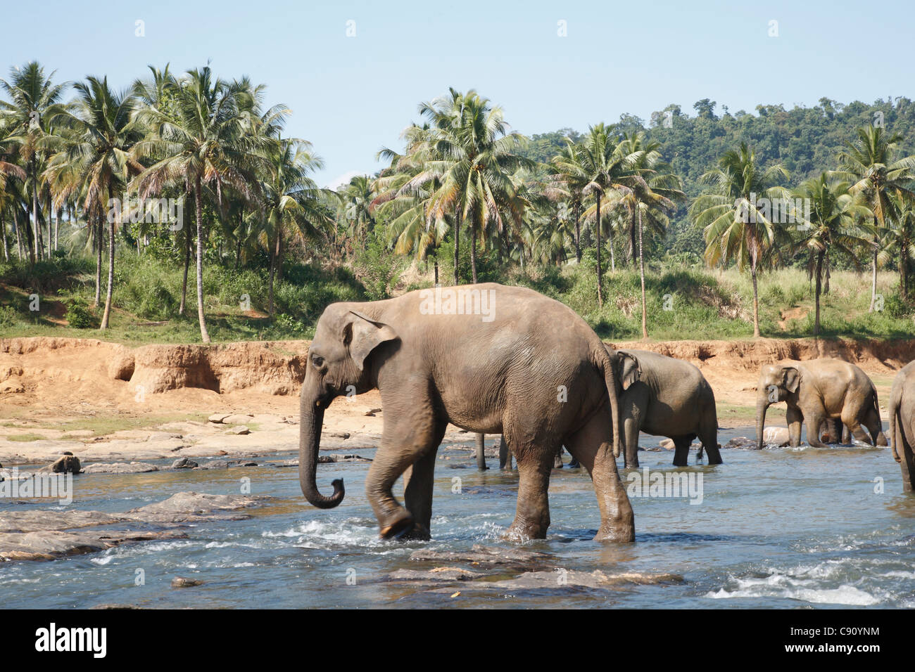 Sri Lanka is home to the worldâ€™s largest herd of captive elephants at the Pinnawala Elephant Orphanage. Here elephants that Stock Photo