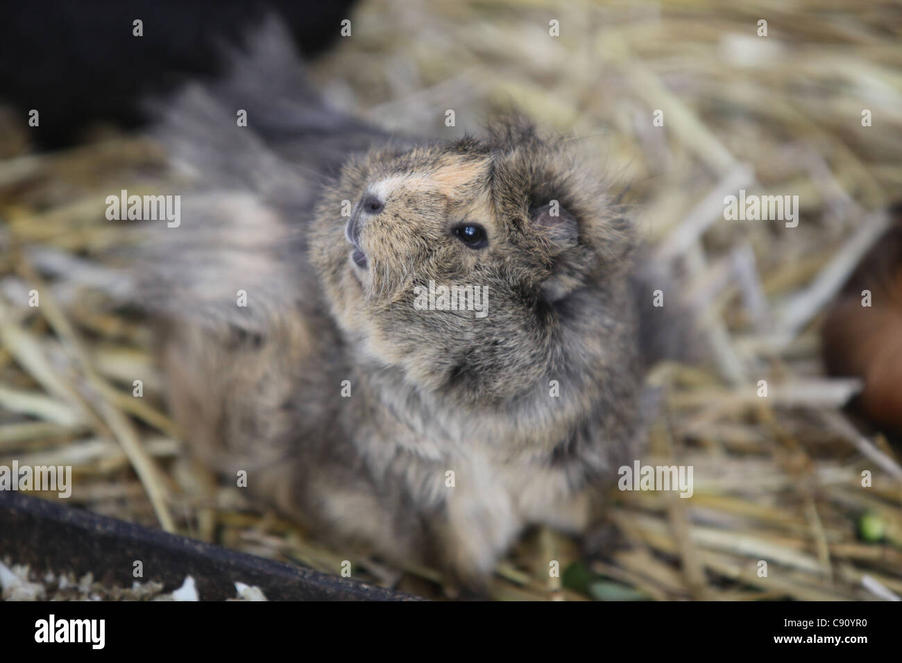 Guinea pig straw hi-res stock photography and images - Alamy