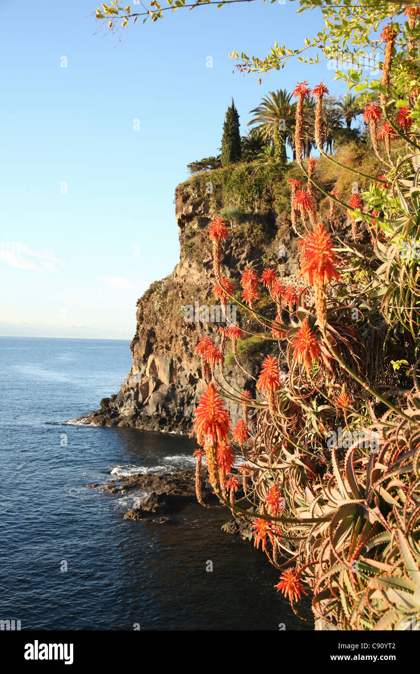 Madeira is a volcanic landmass an island in the North Atlantic. The island attracts visitors to see the wild flowers and Stock Photo