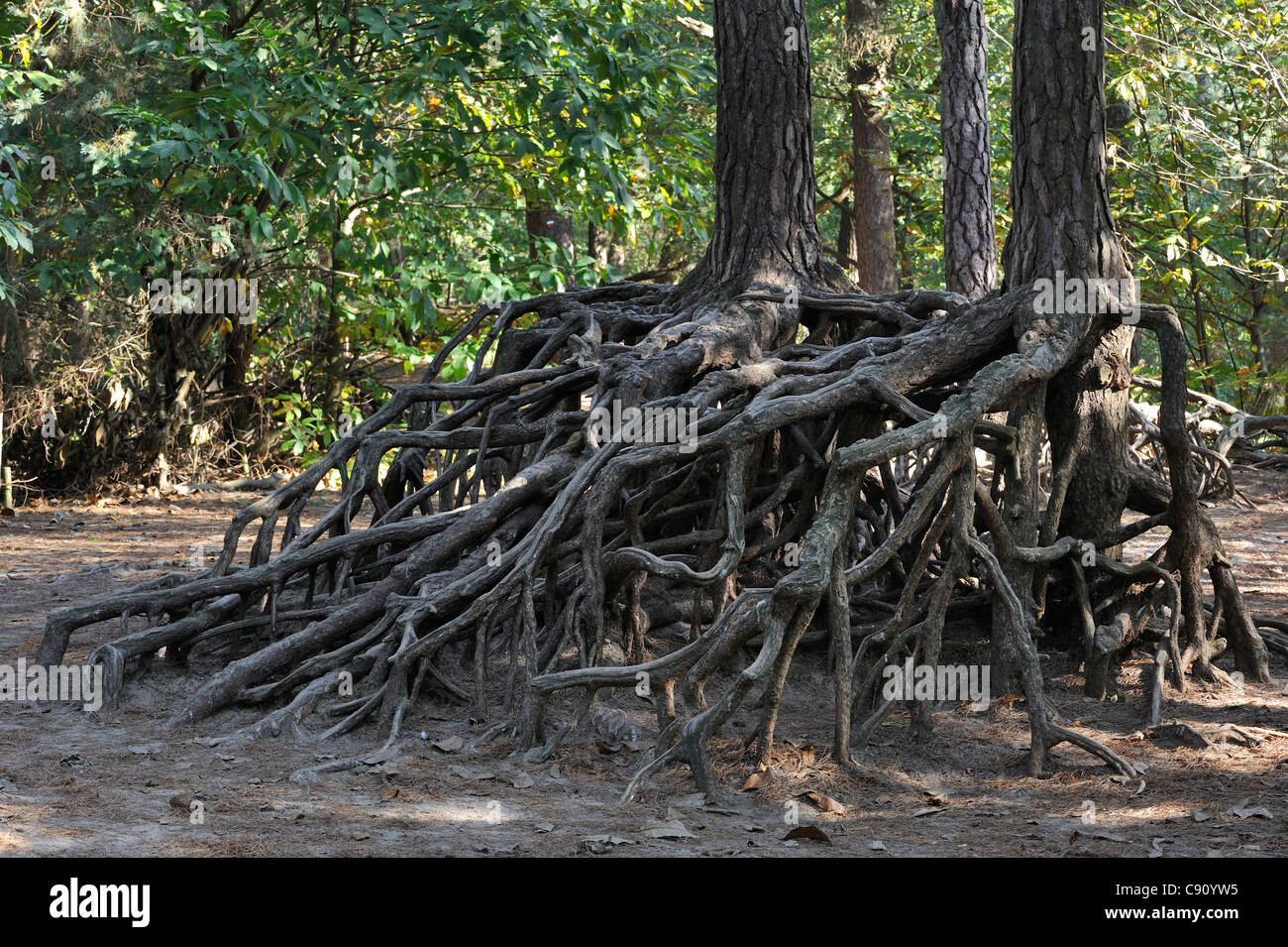 Exposed roots of pine trees due to soil erosion in forest at Kabouterberg in Kasterlee, Belgium Stock Photo