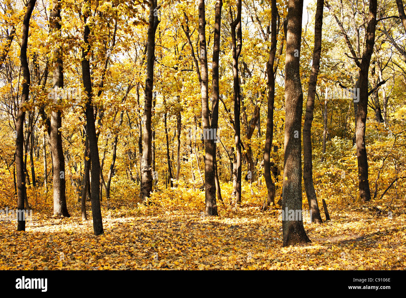 Autumn at the forest Stock Photo - Alamy