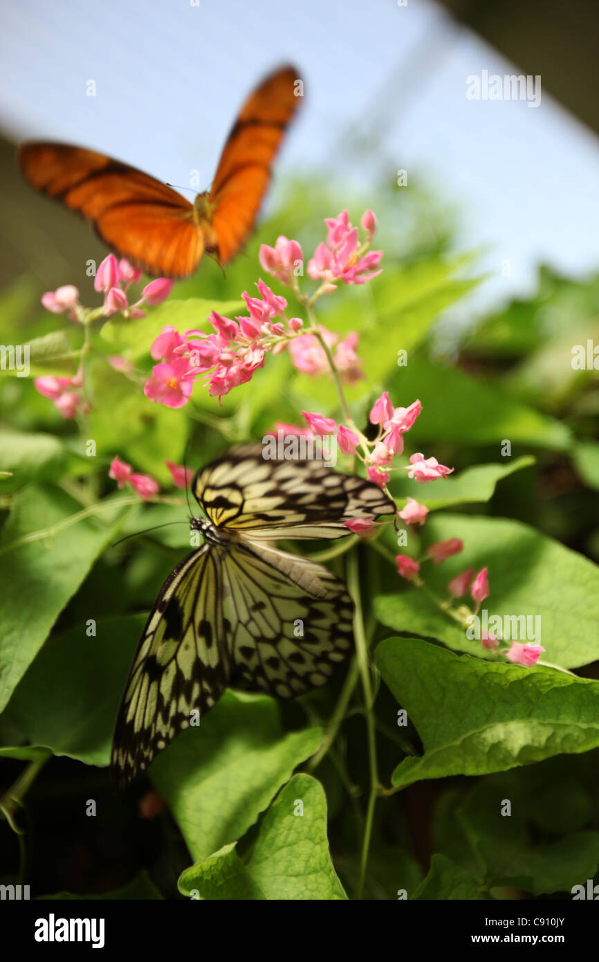 Orange and black butterflies hires stock photography and images Alamy