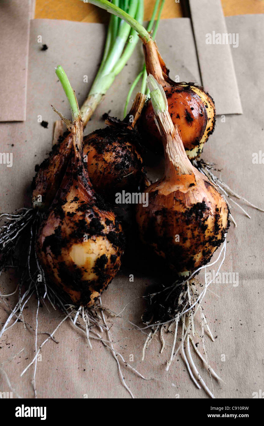 Roots garden onion allium cepa hi-res stock photography and images - Alamy