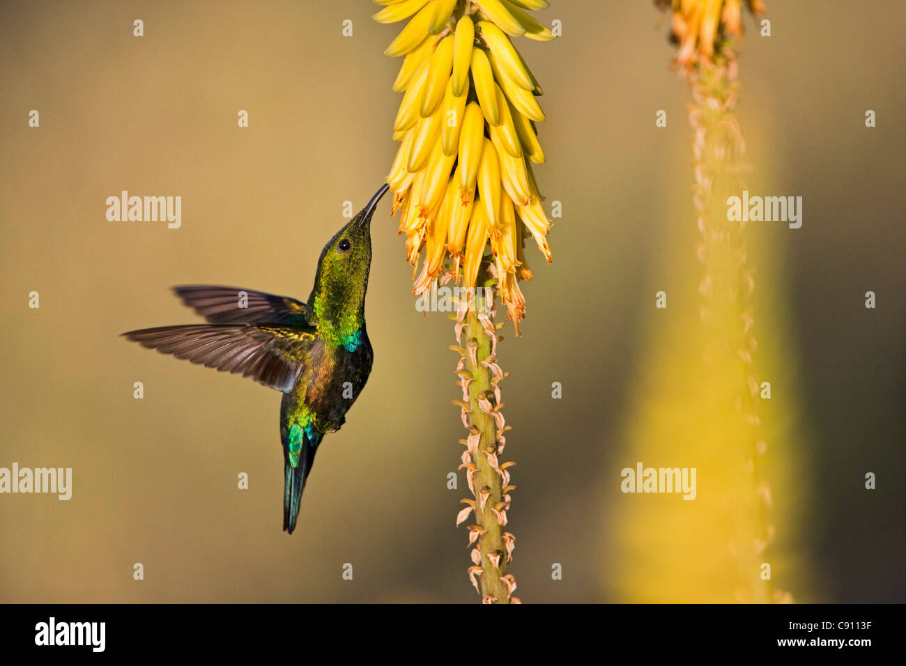 The Netherlands, Oranjestad, Sint Eustatius Island, Dutch Caribbean. Green Throated Carib Hummingbird ( Eulampis holosericeus ). Stock Photo