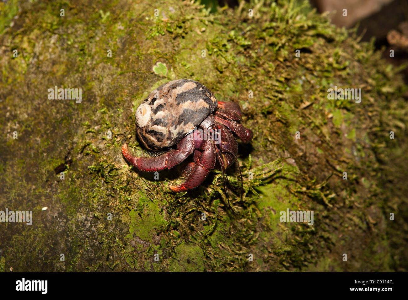 The Netherlands, Oranjestad, Sint Eustatius Island, Dutch Caribbean. Hermit or Soldier Crab in The Quill National Park. Stock Photo