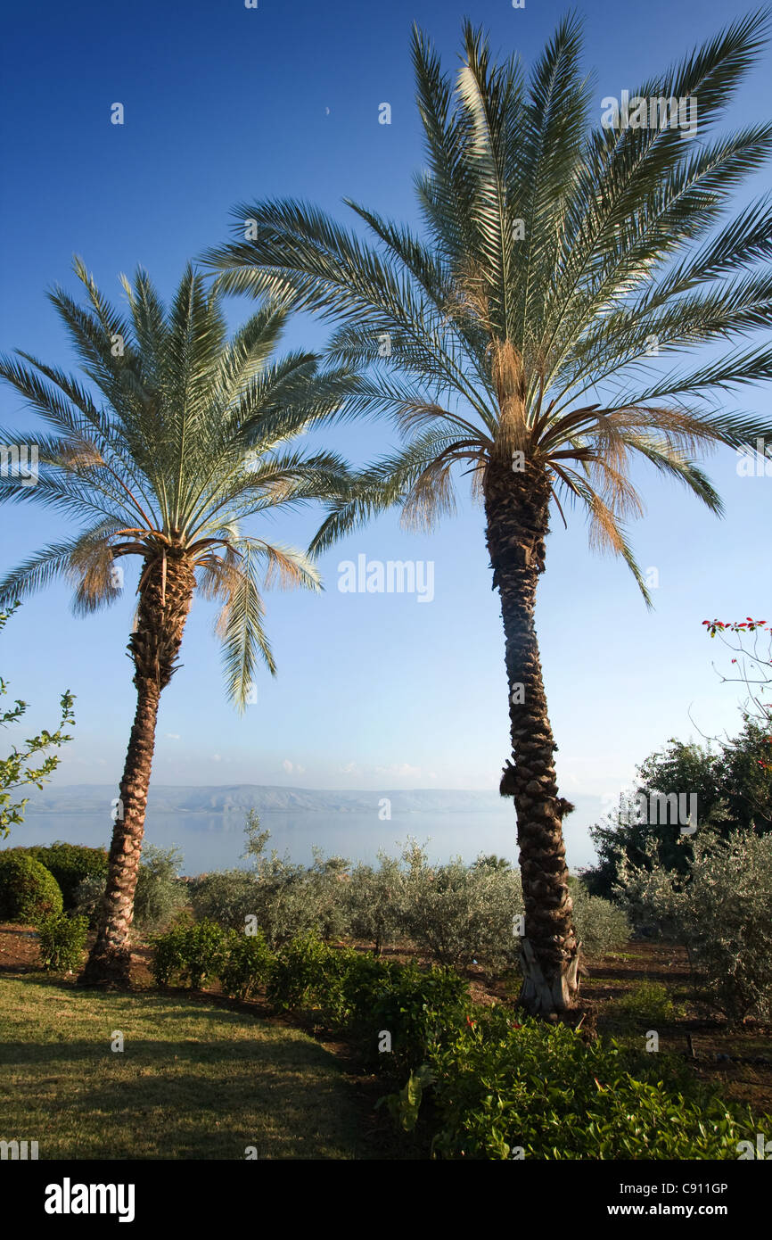 Palm trees in Israel in Galilee by Mount of Beatitudes Stock Photo Alamy