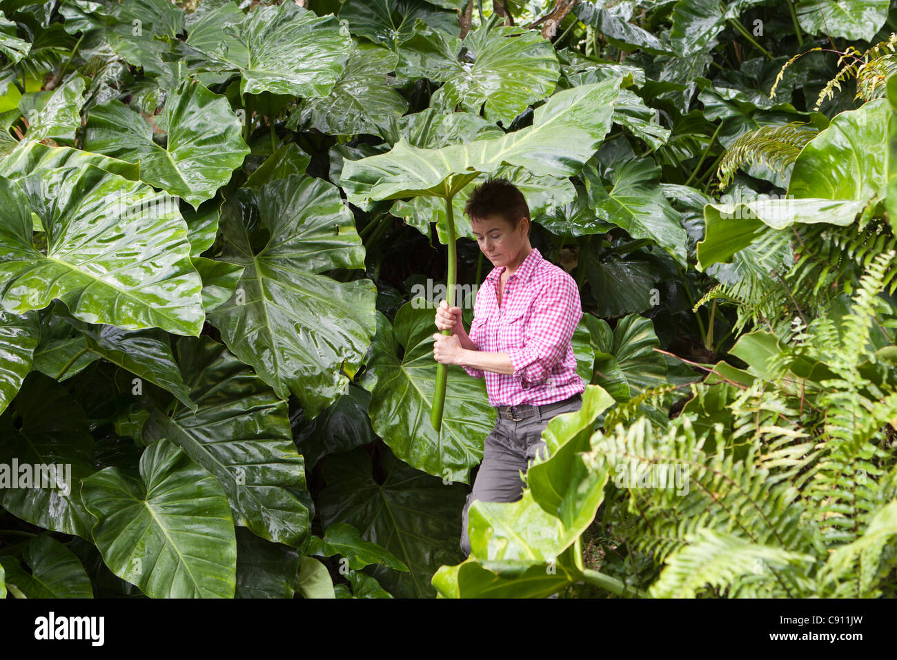 Windwardside, Saba Island, Dutch Caribbean. Ecolodge Rendez Vous. Woman using leaf of Elephant Ear Plant as umbrella. Stock Photo