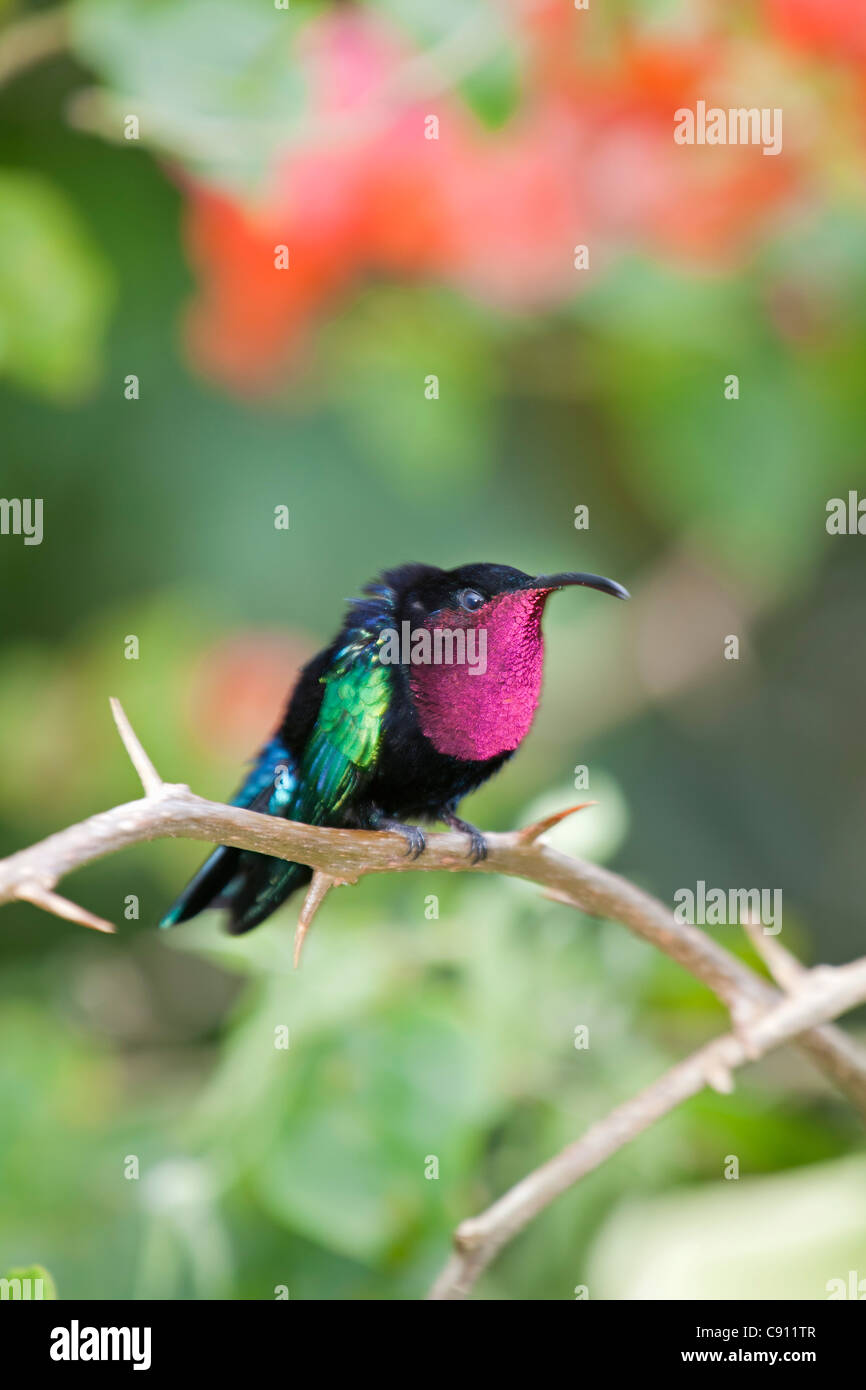 The Netherlands, Windwardside, Saba Island, Dutch Caribbean. Purple throated Carib hummingbird ( Eulampis jugularis ). Stock Photo