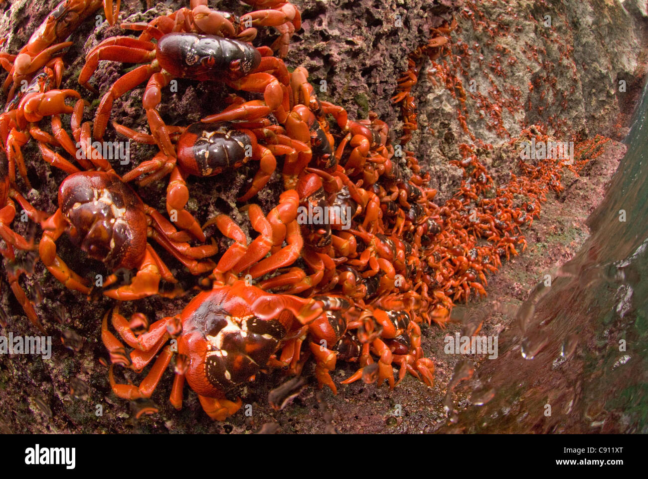 Cast of Red Crabs, Gecarcoidea natalis, clinging on to rocks, Christmas Island, Australia, Indian Ocean Stock Photo