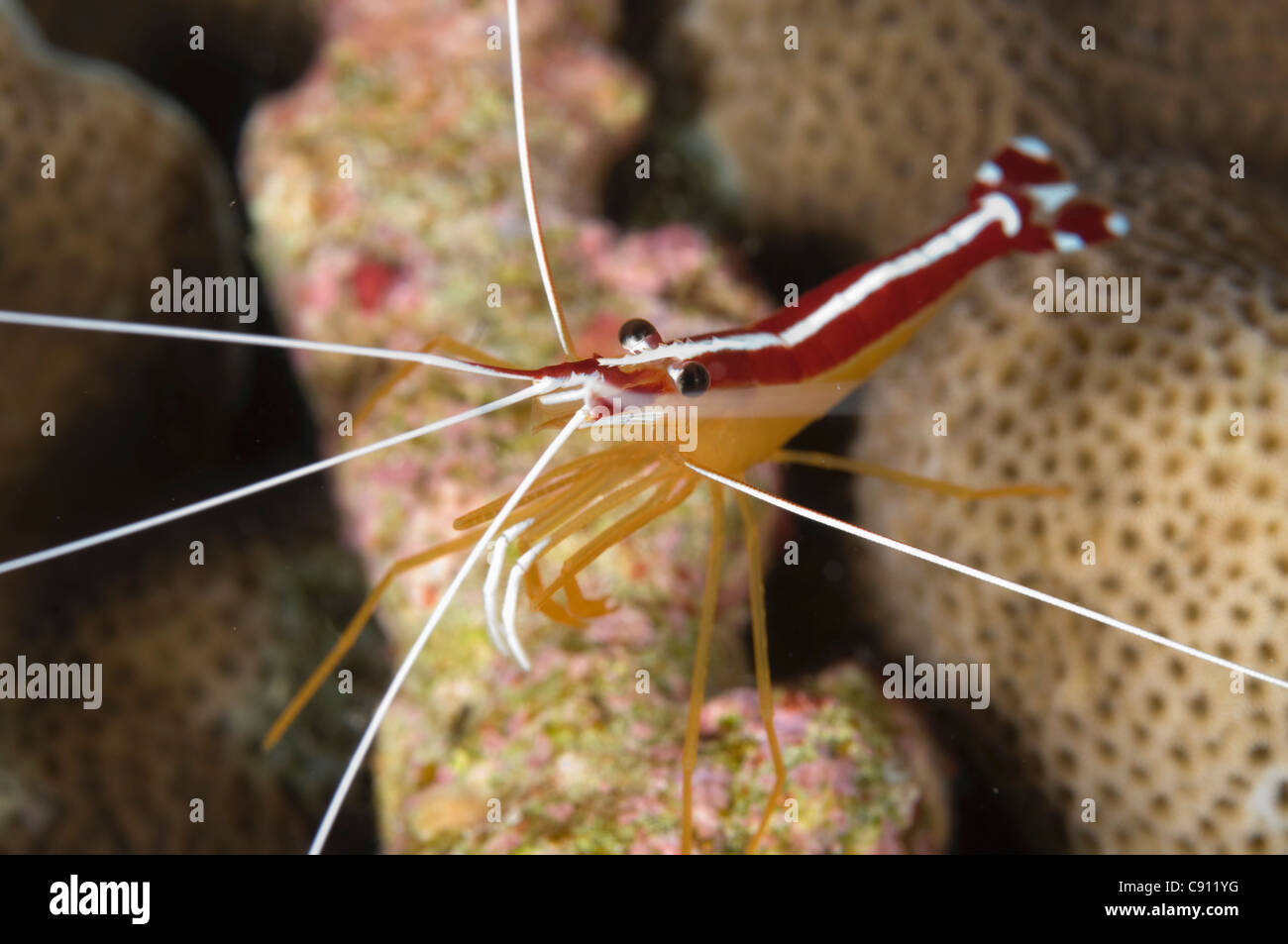 Caridea, conocida comúnmente como camarón caridean, son un infraorder de  camarón Fotografía de stock - Alamy